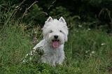 WESTIE 380